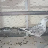 کبوتر گم شده