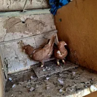 کلاغ نواری پرتغالی|پرنده|مشهد, آبکوه|دیوار