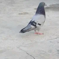 کبوتر