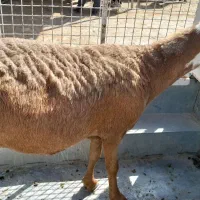 میش|حیوانات مزرعه|جغتای, |دیوار