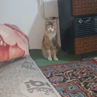 گربه یه هفته هست برنگشته خونه|حیوانات|اردبیل, |دیوار