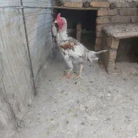 حیوانات خانگی|حیوانات مزرعه|پیشوا, |دیوار