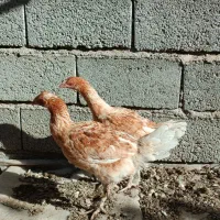 سه عدد نیمچه محلی|حیوانات مزرعه|مشگین شهر, |دیوار