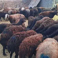 ۶۲راس میش و بره افشاری|حیوانات مزرعه|سجاس رود, |دیوار