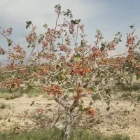 اجاره-باغ-پسته-مثمر-32-هکتار