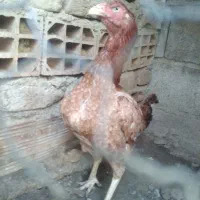 دوتا مرغ لاری|حیوانات مزرعه|فاضل آباد, |دیوار