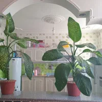 فروش دوعدد گل دیفن بزرگ