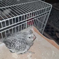 عروس هلندی|پرنده|زابل, |دیوار