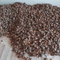 فروش پیاز گل نرگس