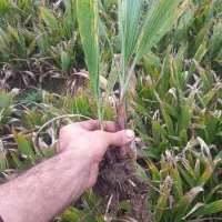 فروش نشا ژینکو،پالم،فونیکس