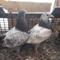 کبوتر|پرنده|مسجد سلیمان, |دیوار