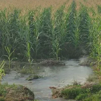 ذرت علوفه ای چاپری