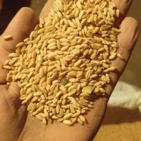 گندم و جو دیم