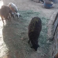 بره  ۲۰  گیلوی  برا  قربانی  کردن