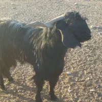 دوبر بزری مخصوص بزر