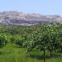 نیازمند نگهبان