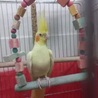 عروس هلندی لوتینو