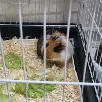 خوکچه هندی با قفس|موش و خرگوش|اسلام‌شهر, شهرک طالقانی|دیوار