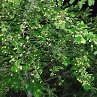 باغ ۴۰۰۰ متری در روستای ده سرخ سد کارده|فروش زمین و ملک کلنگی|مشهد, کلاهدوز|دیوار