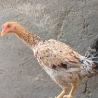 یه مرغ و دو نوچه را میفروشم