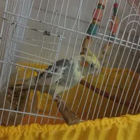 طوطی رام دستی