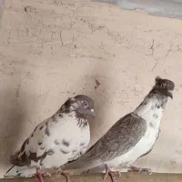 کبوتر پرشی|پرنده|قم, شهرک قدس|دیوار