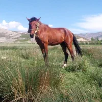 اسب|اسب و تجهیزات اسب‌سواری|قوچان, |دیوار