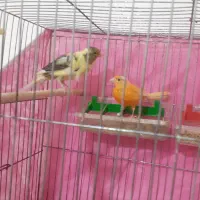 ابلق فری و سرخ.دوتا شون هم ماده است.الکی پیام ندین