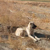 توله سگ سر ابی