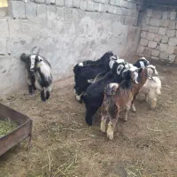 ۹راس بزغاله چاق قیمت همه۹۰ملیون