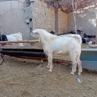 فروش یک عدد نر بزغاله سانن|حیوانات مزرعه|بسطام, |دیوار