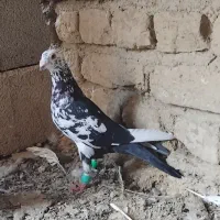کبوتر سار و کلجه کاکلی