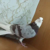 کبوتر پرشی مایه