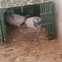 سه جفت کبوتر پرشی|پرنده|مزرعه کتول, |دیوار