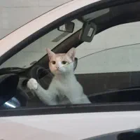 گربه ی دستی