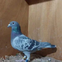 پلاکی مسابقاتی مقام دار با پرینت|پرنده|اهواز, کمپلو شمالی|دیوار