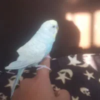 مرغ عشق اسپانگل