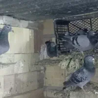 کبوتر فروشی تکپر و مسافتی