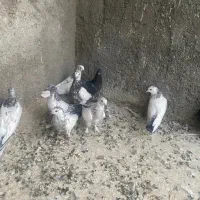 بچه کفتر پرشی|پرنده|یزد, |دیوار
