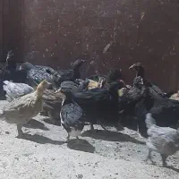 جوجه مرغو خروس محلی اصل و گلپایگانی ، بوقلمون اردک