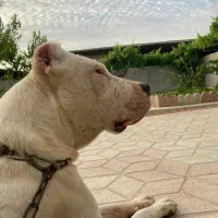 سگ دوگو آرژانتینی با کیفیت عالی|سگ|نکا, |دیوار