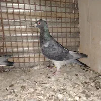 کبوتر پلاکی|پرنده|تهران, افسریه جنوبی|دیوار