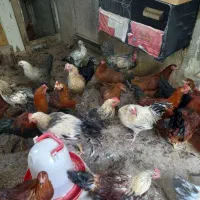 فروش مرغ و خروس محلی