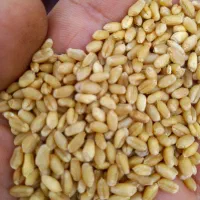 گندم اکراینی بذری