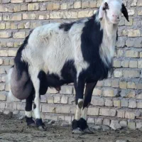 قوچ پلنگی پوست گاوی