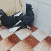 اشعل ماده