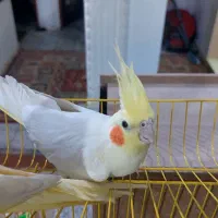 عروس هلندی|پرنده|اهواز, کمپلو شمالی|دیوار