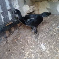 جوجه مرغ لاری مشکی