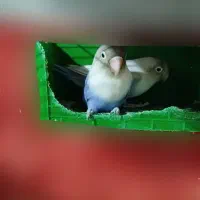 یک جفت گوتوله بریزیلی رنگ ابی نفثی جفت صحیح سالم