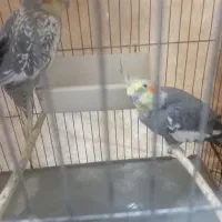 عروس هلندی|پرنده|تهران, مسعودیه|دیوار